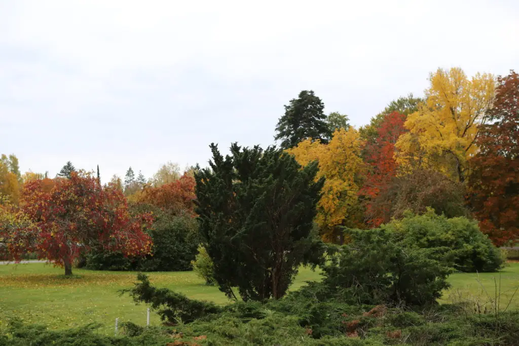 Höst i arboretet