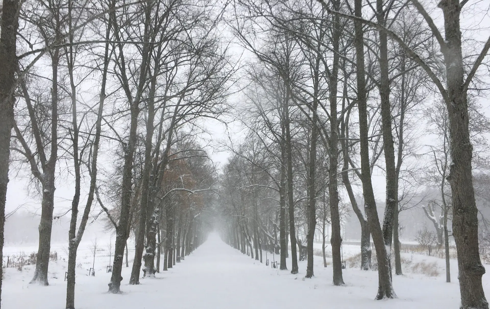 Huvudallén med snö