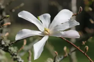 Japansk magnolia vid Lilliandammen