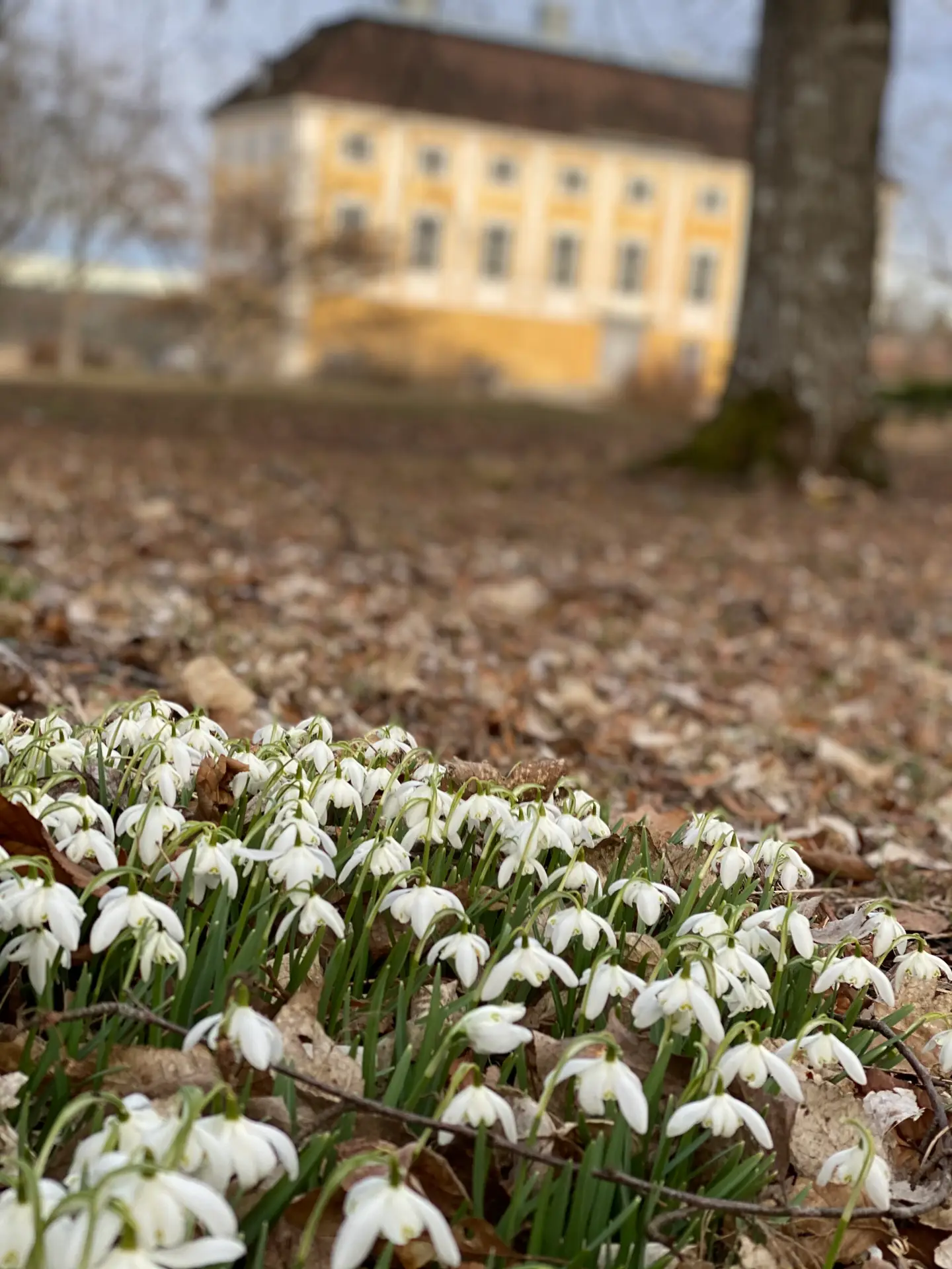 Snödroppar