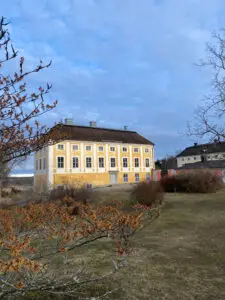 Trollhassel blommar utanför norra