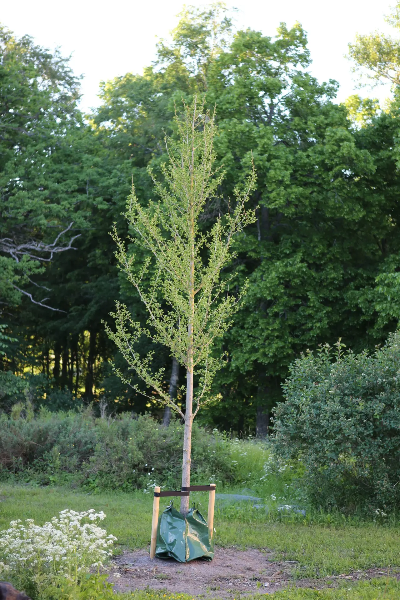 Nyplanterad Ginkgo