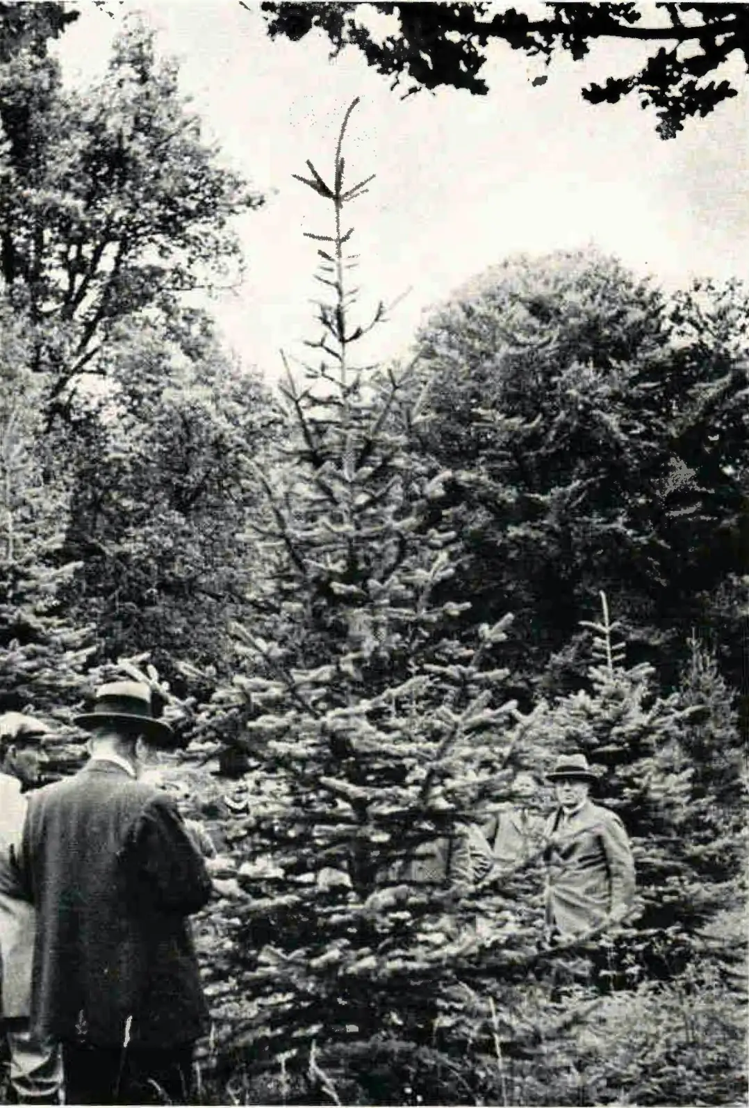 Dendrologerna 1931 beskådar en Abies arizonica
