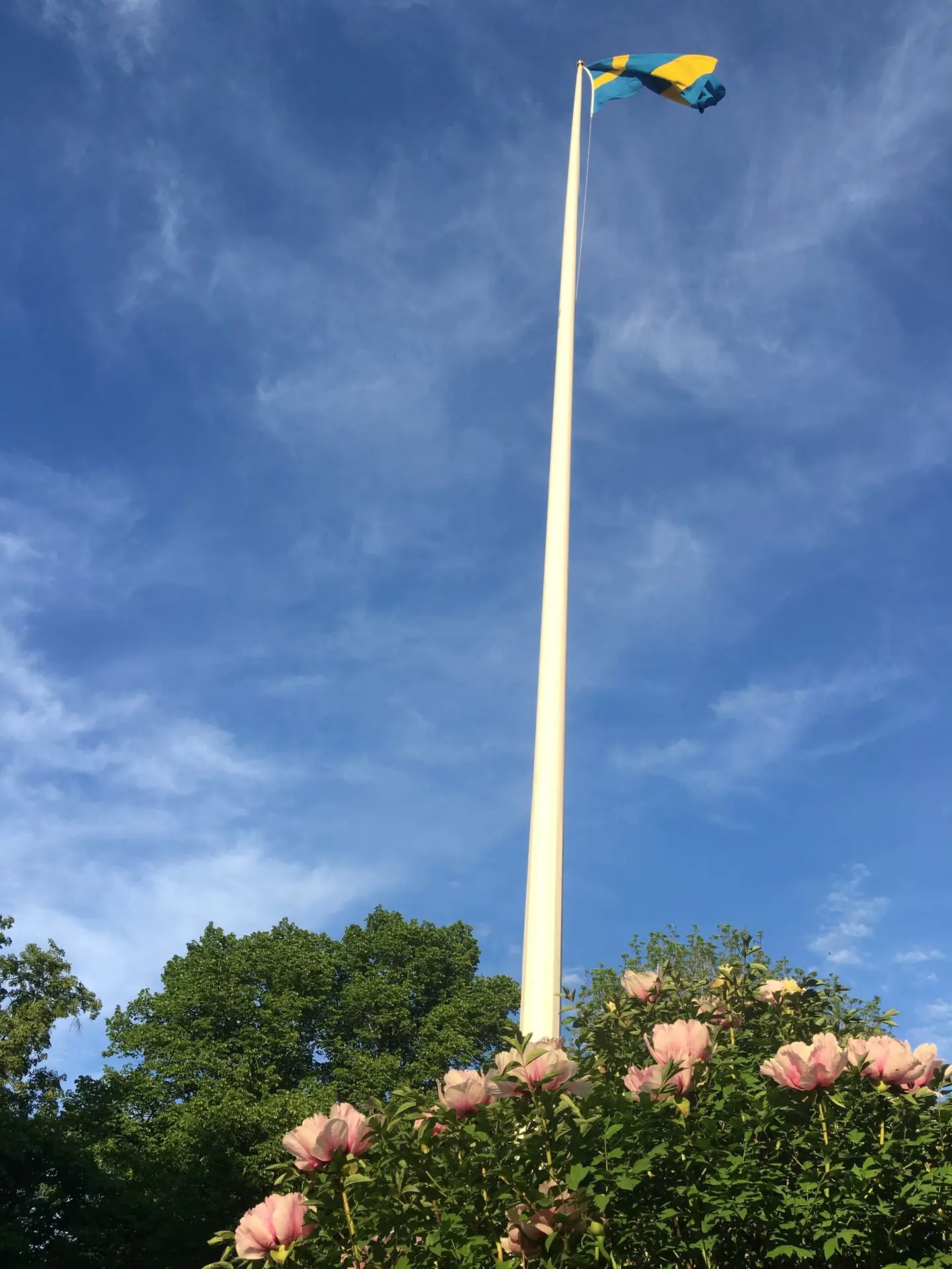 22 meter flaggstång och den vackra buskpionen