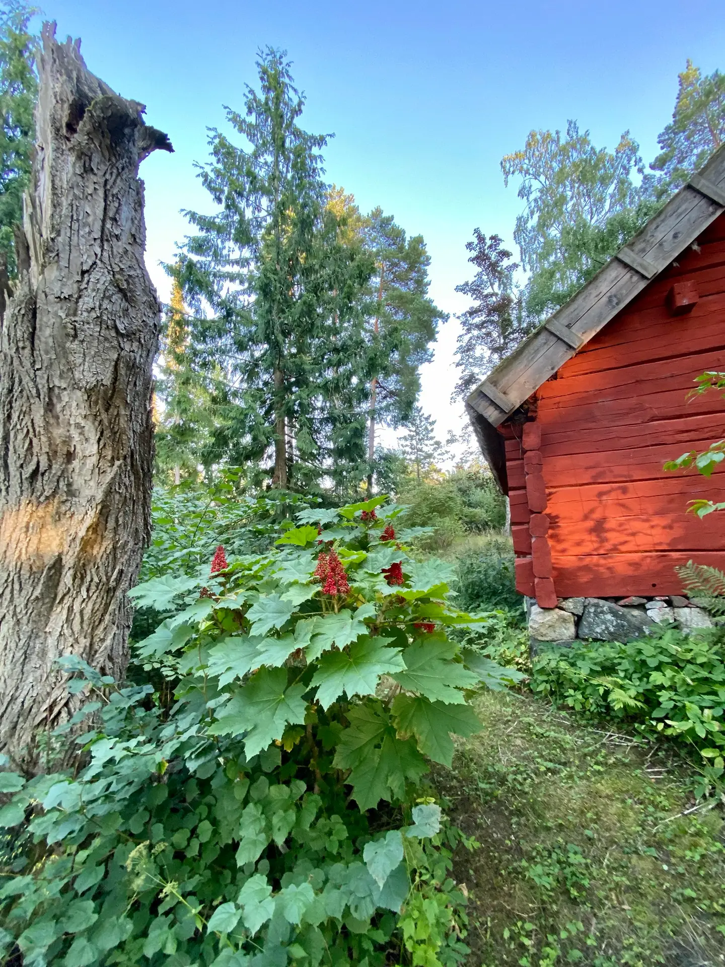 Nordamerika på Ekolsund och rökeriet