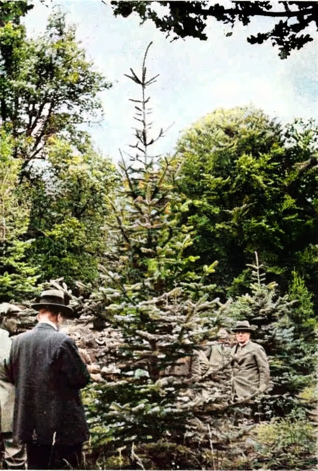 Arboretet 1931 herrar beskådar en korkgran