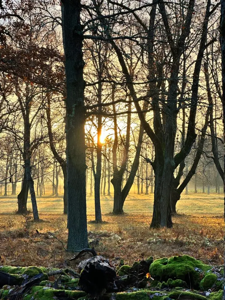 Engelska parken och norra allén